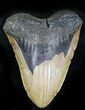 Bargain Megalodon Tooth - North Carolina #21946-1